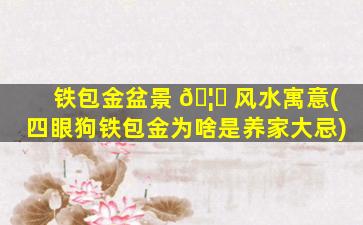 铁包金盆景 🦊 风水寓意(四眼狗铁包金为啥是养家大忌)